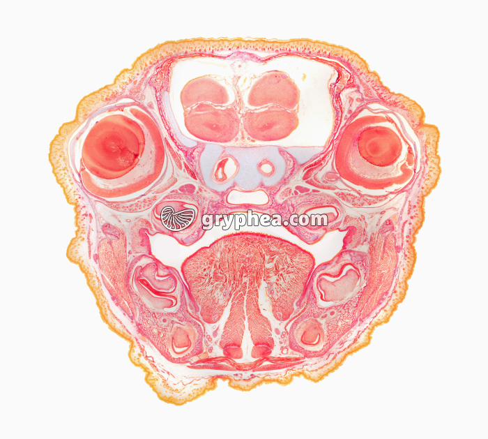 Embryon de Porc - tête en CT x4 - gryphea.com